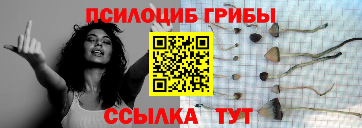 Псилоцибиновые грибы Psilocybe  Псилоцибиновые грибы GOLDEN TEACHER  Нововоронеж  Вход с VPN 